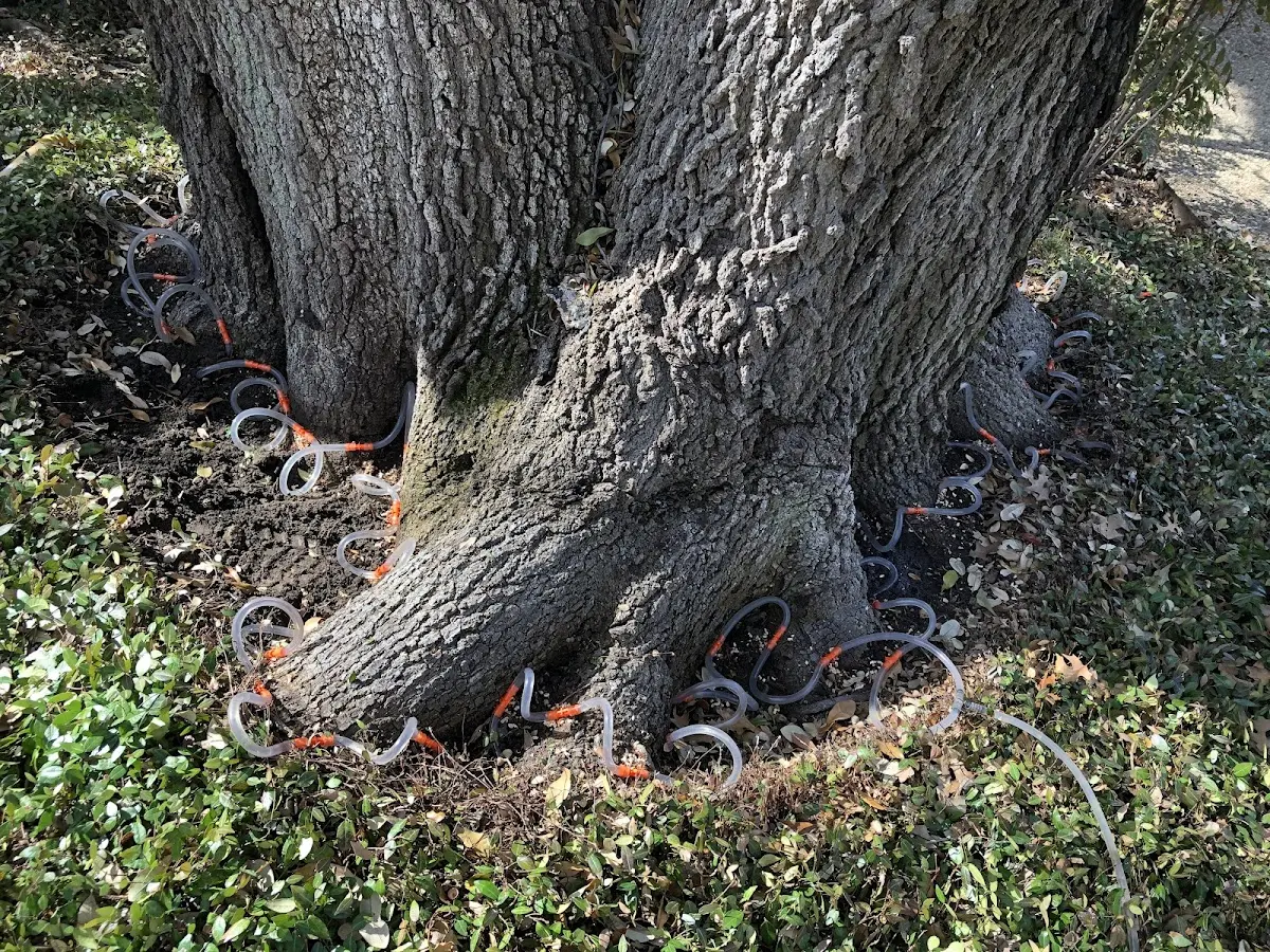 Detailed Tree Cabling and Bracing job site in Penokee